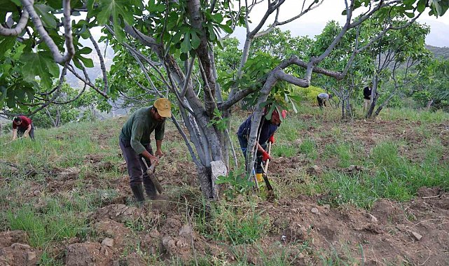 Aydın'da incir üreticisinin zorlu sezon hazırlığı başladı
