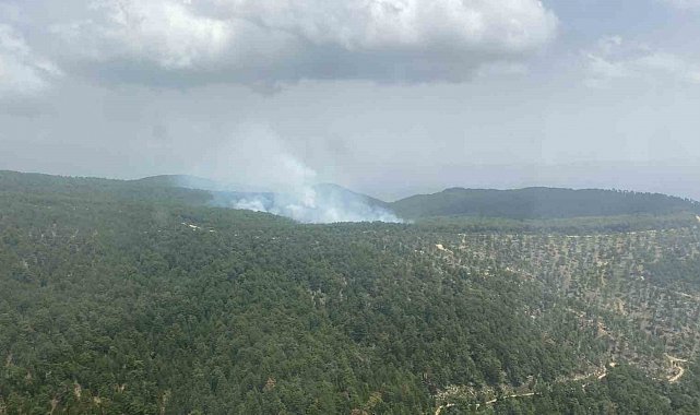 Aydın'da orman yangını