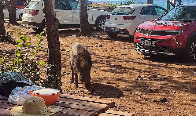 Aydın'da sıra dışı olay: Tatilci kadının çantasını yaban domuzları kaçırdı