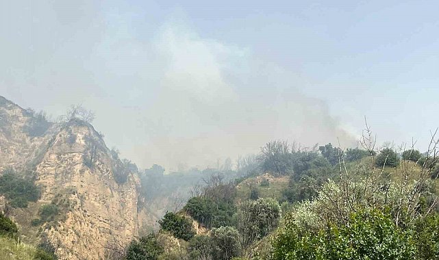 Aydın'da zirai alan yangını