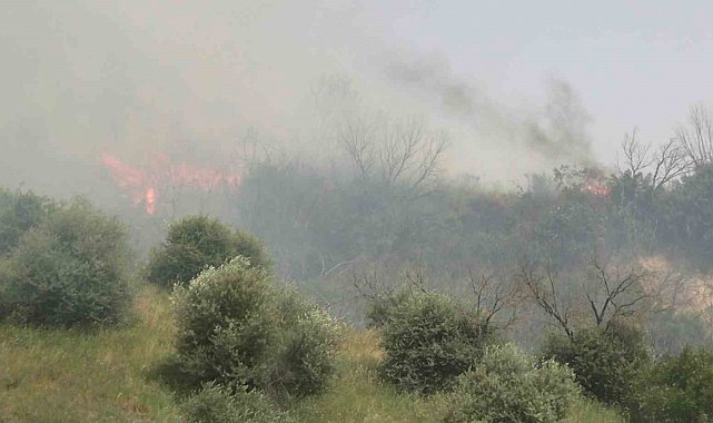 Aydın'daki yangın kontrol altına alındı