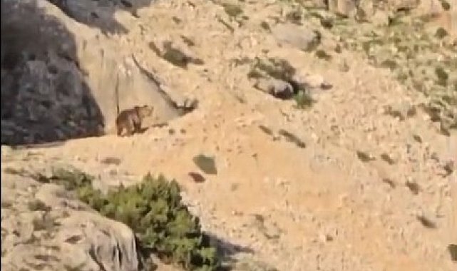 Ayı gören çoban kurt gibi uludu