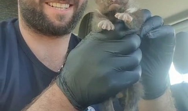 Ayı yavrusu sanılan hayvan sansar yavrusu çıktı