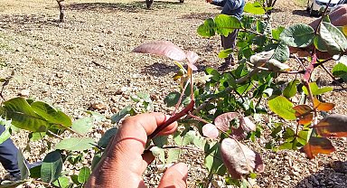 Baklavalık ve çerezlik fıstığı 'yok yılı'nda bir de dolu vurdu