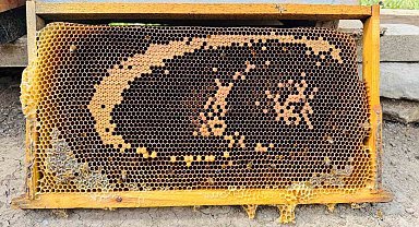 Bal arıları petekte 'ay yıldızlı' bayrağı andıran görsel oluşturdu