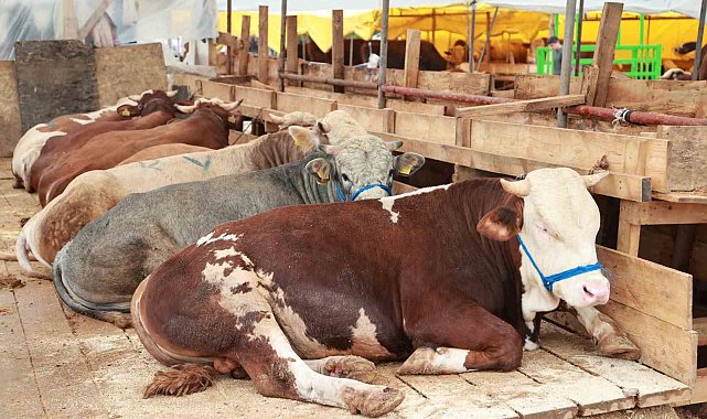 Balçık'ta kurban mesaisi başladı