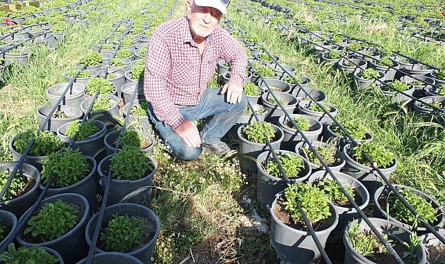 Balıkesir Burhaniye'yi Fide Üretim Merkezi haline getirdi