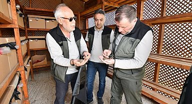 Balıkesir'de Gal Arısıyla mücadele sürüyor