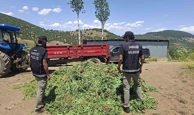 Balıkesir'de kenevir bahçesine operasyon