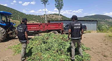Balıkesir'de kenevir bahçesine operasyon