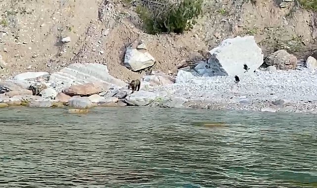 Bartın'da ilginç anlar