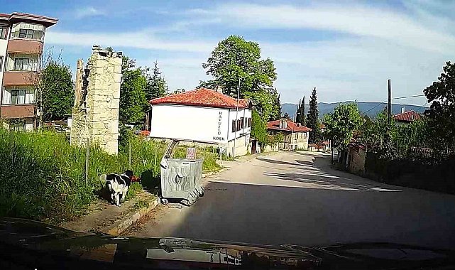 Başıboş köpeğin tavuğu alıp kaçtığı anlar kamerada