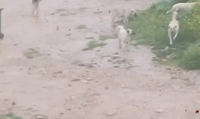 Başıboş köpek sürücü çocuğu kovaladı: O anlar kamerada