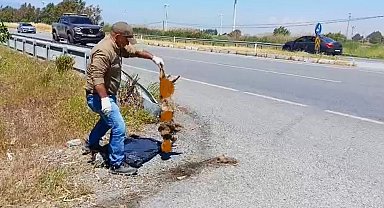 Başkan Sürücü: "Çok nadir ve önemli bir türü daha kaybettik"