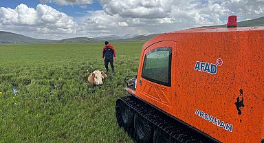 Bataklığa saplanan inek böyle kurtarıldı