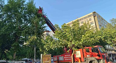 Batman'da ağaçtan düşen yavru kargalar itfaiye ekiplerince yuvaya bırakıldı