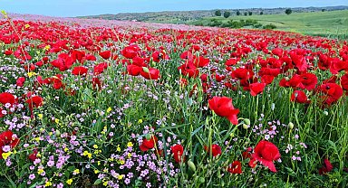 Batman'da gelincik ve papatyalar cümbüşü oluşturdu