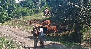 Batman'da kayıp 15 büyükbaş hayvan, jandarma tarafından bulundu