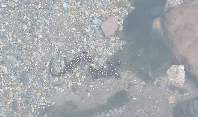 Batman'da nesli tehlike altındaki 'sarı benekli semender' sürüsü görüldü