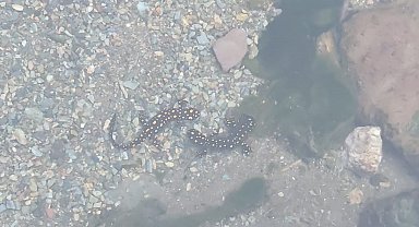 Batman'da nesli tehlike altındaki 'sarı benekli semender' sürüsü görüldü