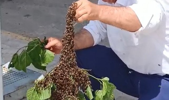 Batman'da otobüs durağında arı paniği