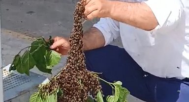 Batman'da otobüs durağında arı paniği