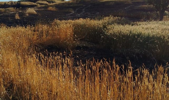 Batman'da soda şişesi 100 dönümlük ekili araziyi küle çevirdi