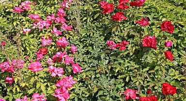 Battalgazi'nin park ve bahçeleri kendi ürettiği çiçeklerle güzelleşiyor