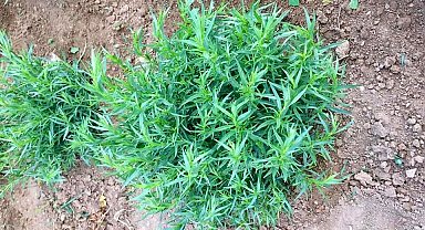 Bayburt tarhununa tescilli coğrafi işaret belgesi verildi