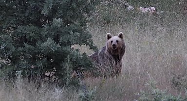 Bayburt'ta bir bozayı yiyecek bulamayınca etrafa saldırdı: Aç ayı köy camisinin yemekhanesini ve çay ocağını dağıttı