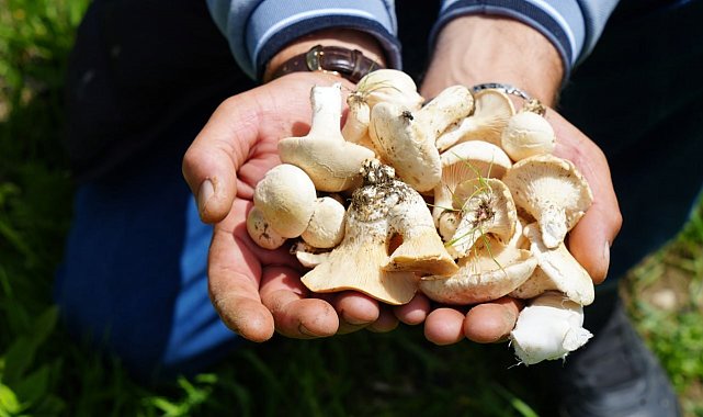 Bayburt'ta protein deposu mantarın ve bin bir derde deva çaşır otunun zorlu mesaisi