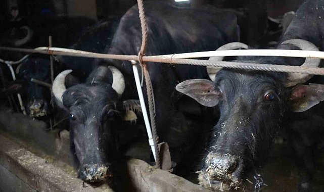 Bayburt'tan İstanbul'a hayvan sevki 20 Mayıs'ta başlıyor