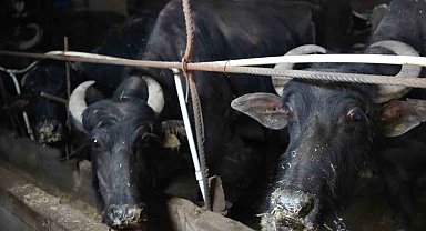 Bayburt'tan İstanbul'a hayvan sevki 20 Mayıs'ta başlıyor