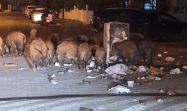 Belediyenin çöpleri zamanında toplamadığı Marmaris'te yaban domuzu istilası yaşanıyor