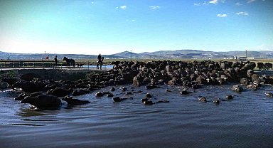 Belgesel tadında manda yolculuğu
