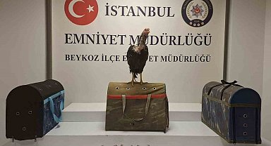 Beykoz'da horoz dövüşüne polis baskını: 21 kişiye 194 bin lira ceza