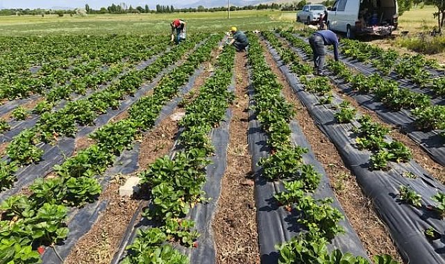 Beyşehir'de çilekte hasat öncesi pestisit denetimi