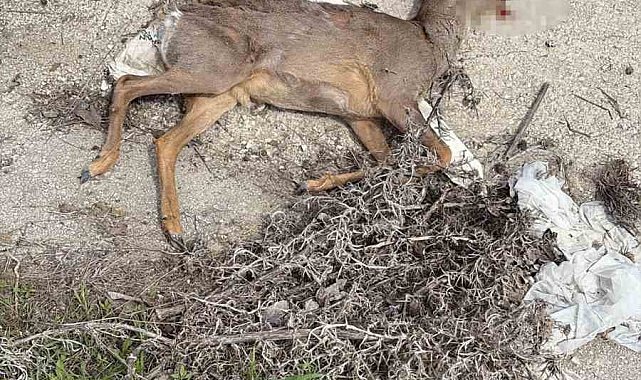 Bilecik'te aracın çarptığı karaca telef oldu