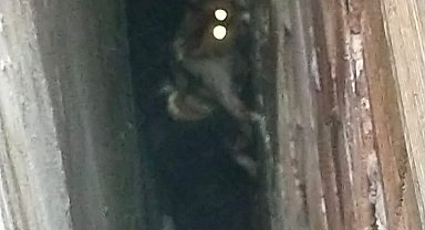 Bina boşluğuna düşen kedi, 7 saatlik operasyonla kurtarıldı