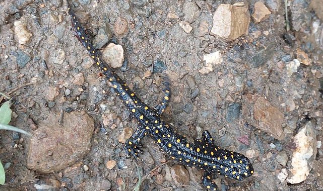 Bitlis'te benekli semenderler sürü halinde görüntülendi