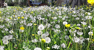 Bolu'da bahar güzelliği