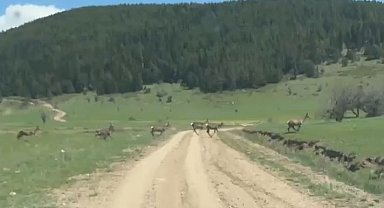 Bolu'da ceylan sürüsü görüntülendi