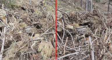 Bolu'da nesli tehdit altındaki vaşak ve yavruları görüntülendi