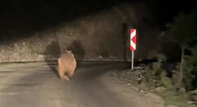 Bolu'da otomobil gören ayı korkup böyle kaçtı