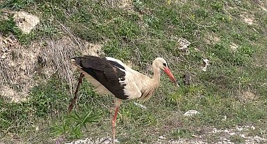 Bolu'da yaralı leylek tedavi altına alındı