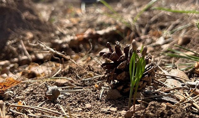 Bolu'nun ormanları yeşeriyor