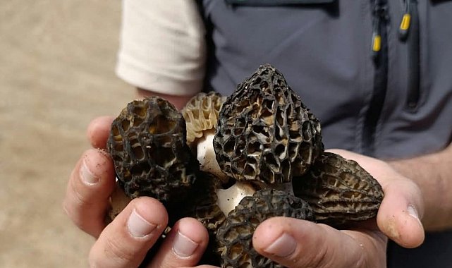 Bozkır'da sahada Kuzu Göbeği incelemesi