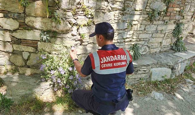 Bu çiçeği koparmanın cezası 557 bin TL