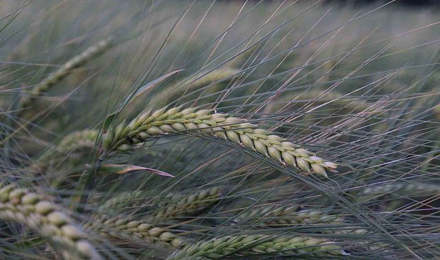 Buğday rekoltesine ilişkin ilk tahmin Hububat Kongresi'nde yapıldı