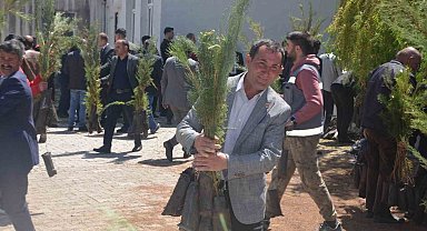 Bulanık'ta 5 bin çam fidanı dağıtıldı